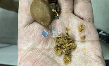多样品组织研磨机助力科学研究院山茶籽研磨实验|上海净信