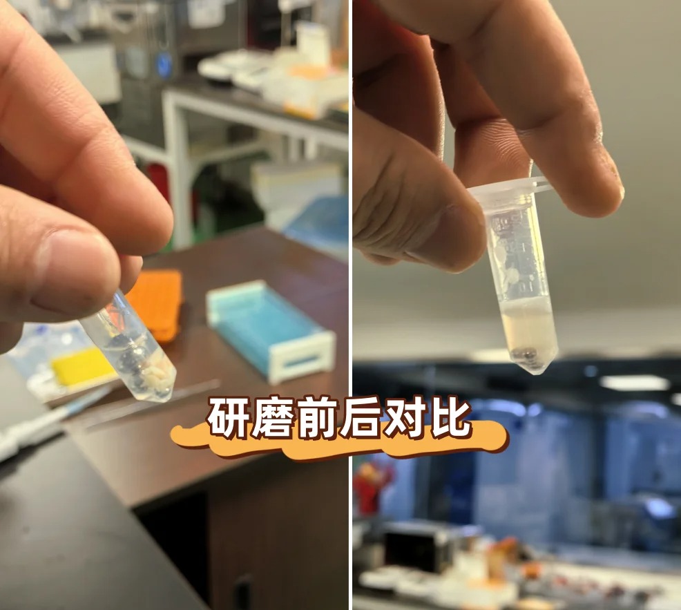 人体肾脏组织研磨实验效果图