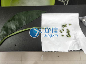 上海净信组织研磨仪研磨柚子叶茎案例