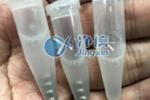 低温研磨机|杭州环特生物公司斑马鱼研磨实验